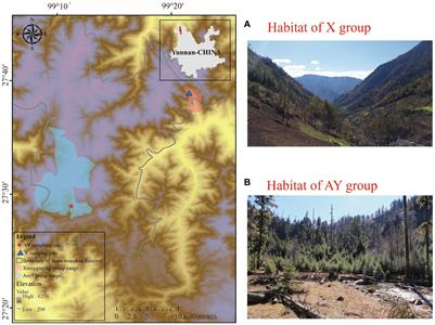 Microplastics and gut microbiomes impact on Yunnan snub-nosed monkeys in the Three Parallel Rivers region in China